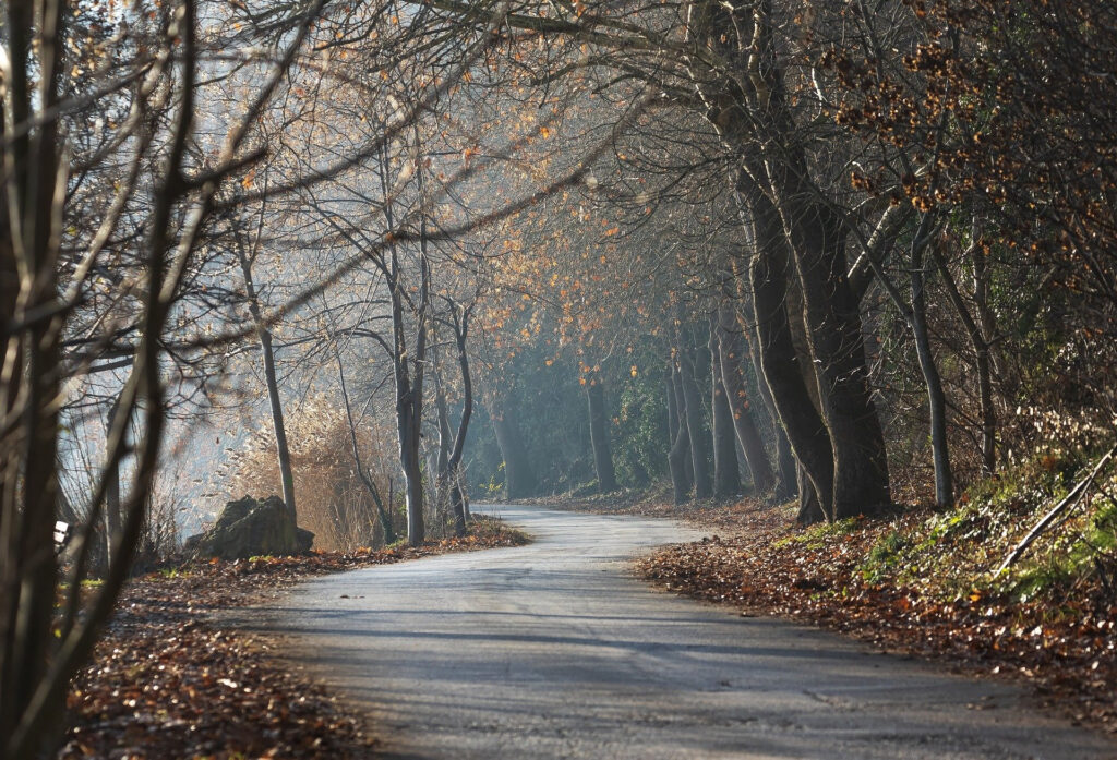 trees-7710539_1920